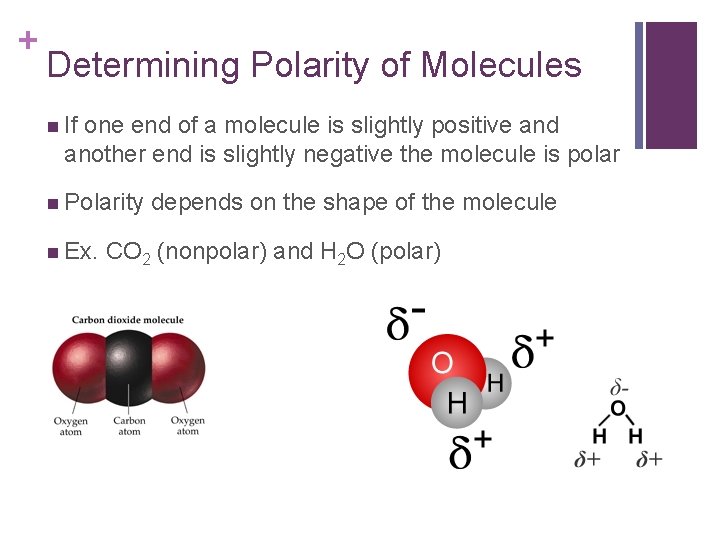 + Determining Polarity of Molecules n If one end of a molecule is slightly