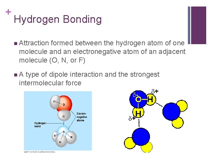 + Hydrogen Bonding n Attraction formed between the hydrogen atom of one molecule and