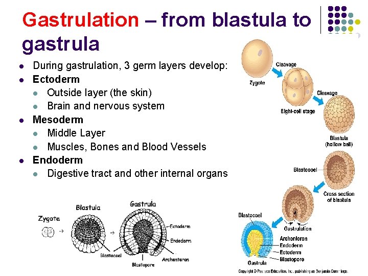 Gastrulation – from blastula to gastrula l l During gastrulation, 3 germ layers develop: