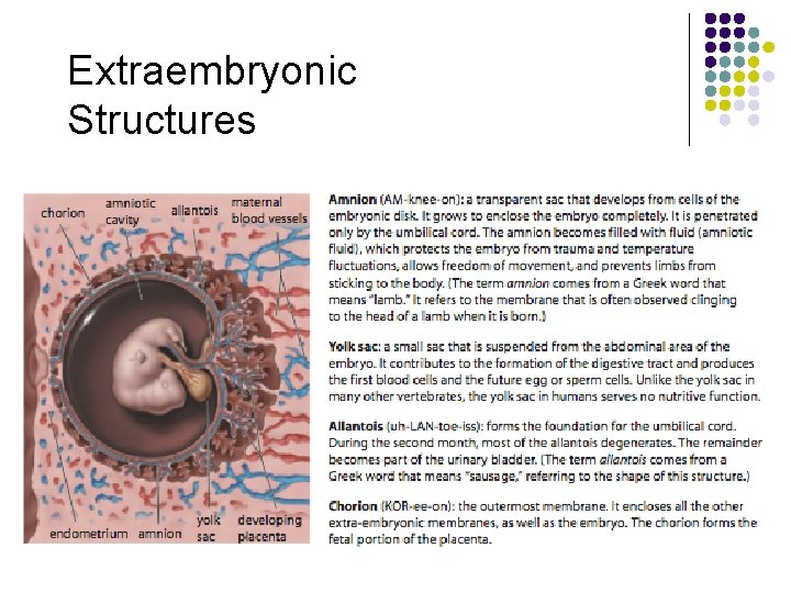 Extraembryonic Structures 