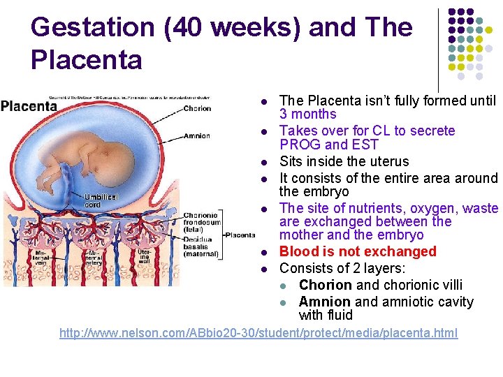 Gestation (40 weeks) and The Placenta l l l l The Placenta isn’t fully