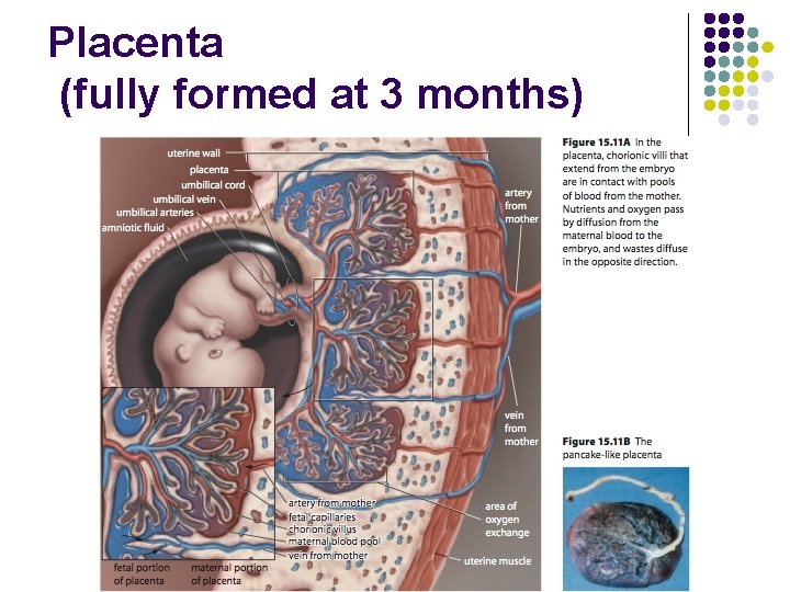 Placenta (fully formed at 3 months) 