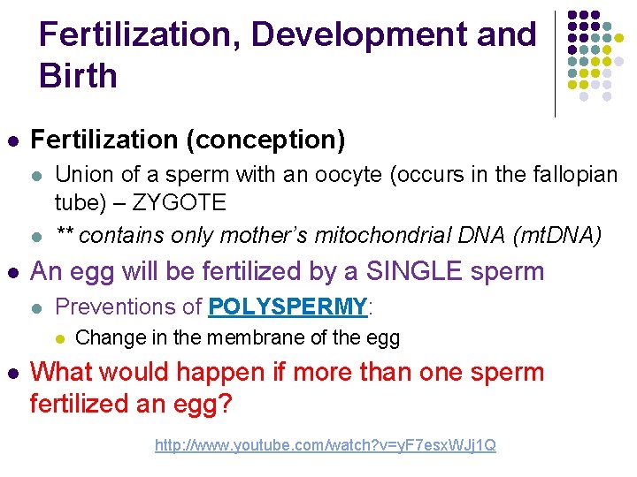 Fertilization, Development and Birth l Fertilization (conception) l l l Union of a sperm