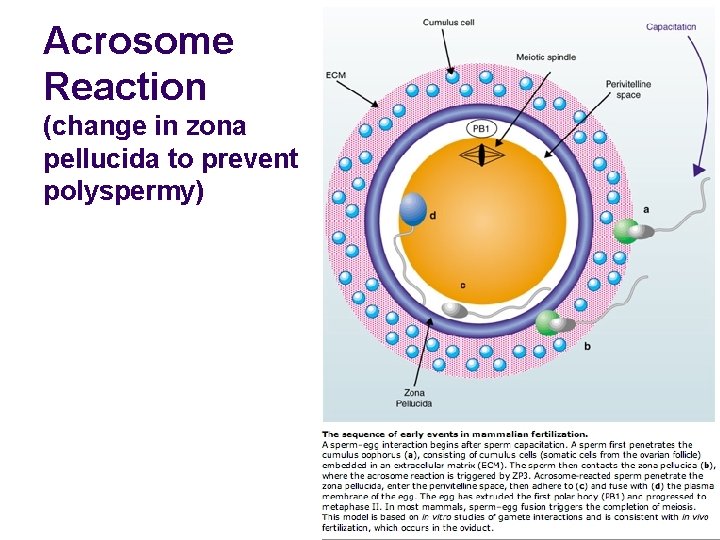 Acrosome Reaction (change in zona pellucida to prevent polyspermy) 