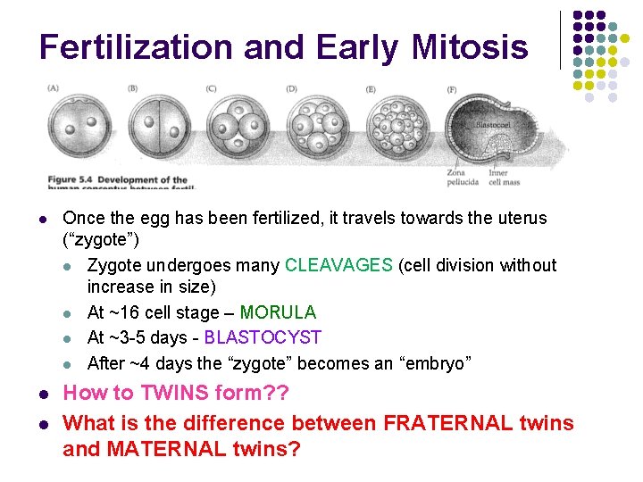 Fertilization and Early Mitosis l Once the egg has been fertilized, it travels towards