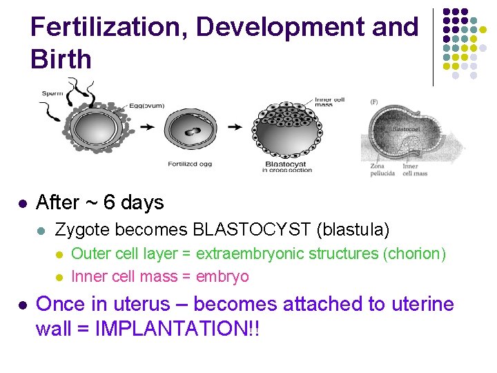 Fertilization, Development and Birth l After ~ 6 days l Zygote becomes BLASTOCYST (blastula)