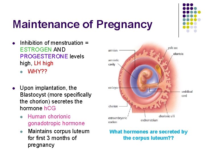 Maintenance of Pregnancy l Inhibition of menstruation = ESTROGEN AND PROGESTERONE levels high, LH