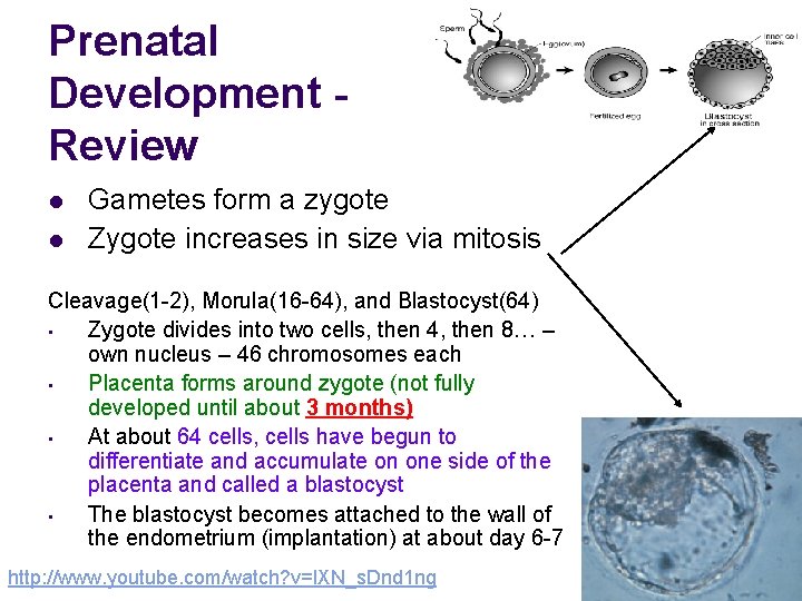 Prenatal Development Review l l Gametes form a zygote Zygote increases in size via