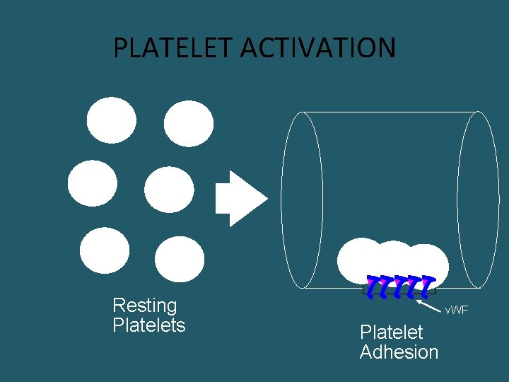 PLATELET ACTIVATION Resting Platelets v. WF Platelet Adhesion 