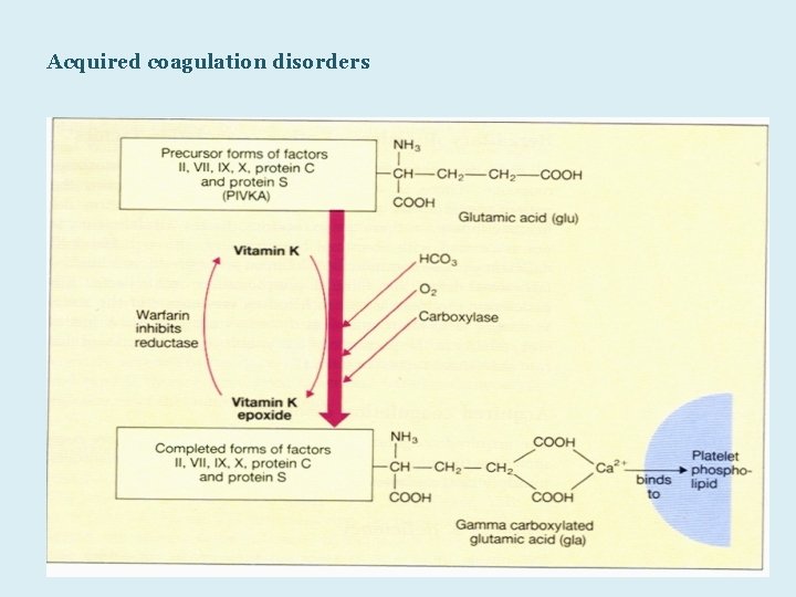 Acquired coagulation disorders dr msaiem 