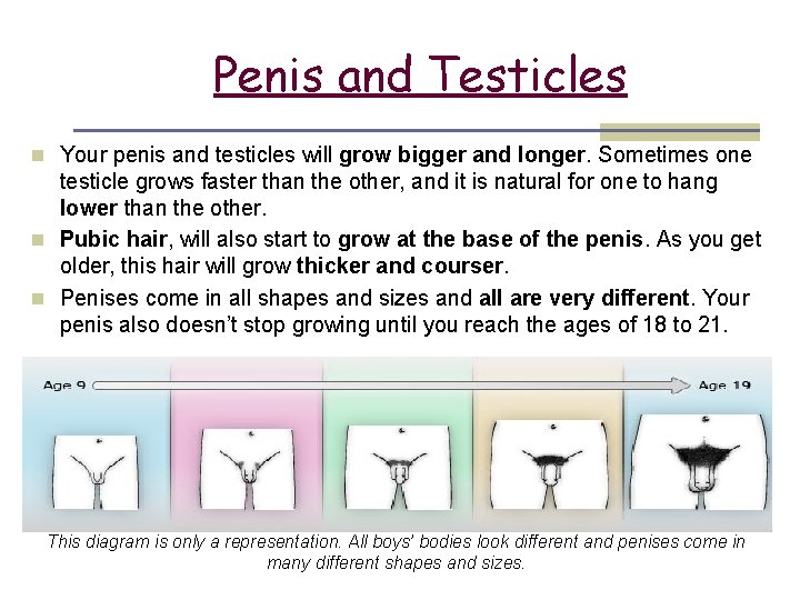 1 Penis and Testicles n Your penis and testicles will grow bigger and longer.