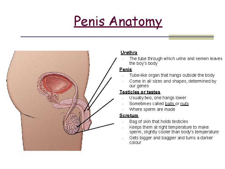 1 Penis Anatomy Urethra - The tube through which urine and semen leaves the