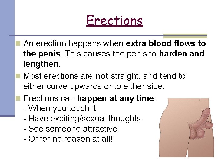 Erections n An erection happens when extra blood flows to the penis. This causes