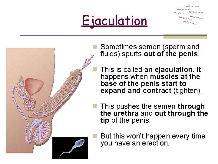 1 Ejaculation n Sometimes semen (sperm and fluids) spurts out of the penis. n