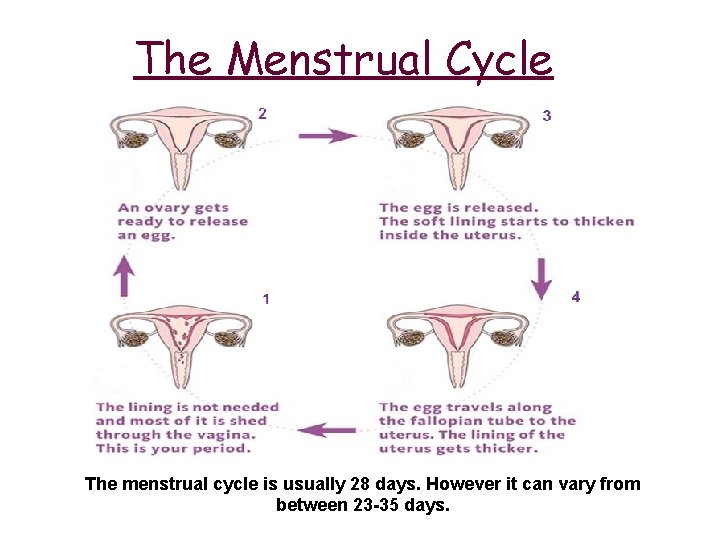 The Menstrual Cycle The menstrual cycle is usually 28 days. However it can vary