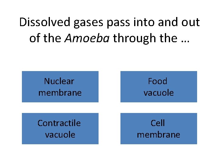 Dissolved gases pass into and out of the Amoeba through the … Nuclear membrane