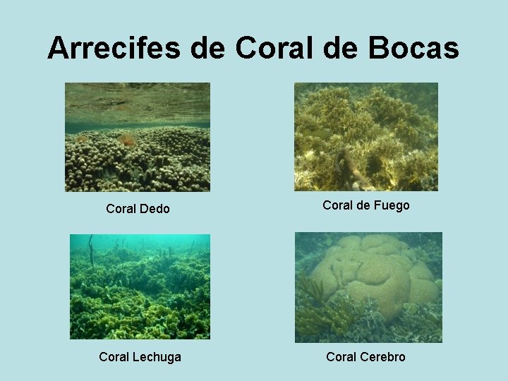 Arrecifes de Coral de Bocas Coral Dedo Coral de Fuego Coral Lechuga Coral Cerebro