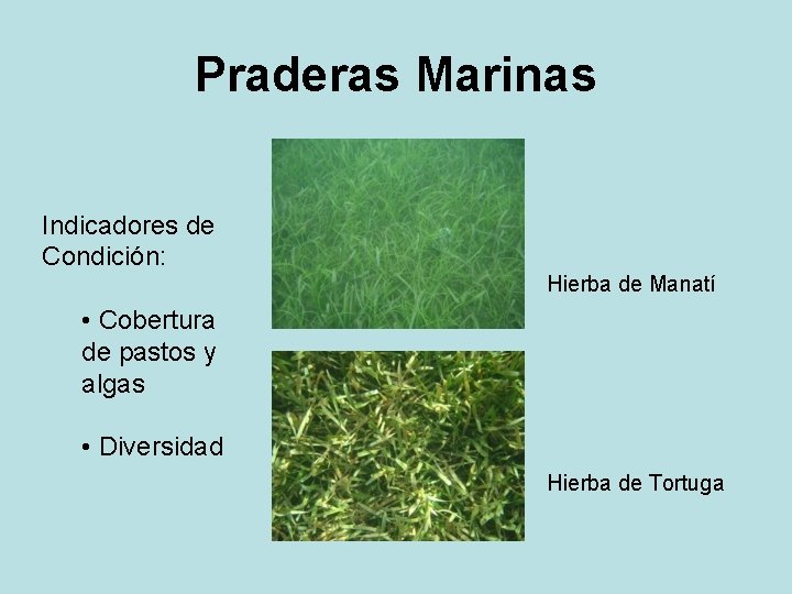 Praderas Marinas Indicadores de Condición: Hierba de Manatí • Cobertura de pastos y algas