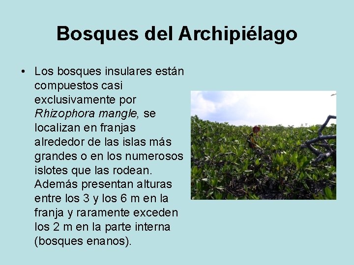 Bosques del Archipiélago • Los bosques insulares están compuestos casi exclusivamente por Rhizophora mangle,
