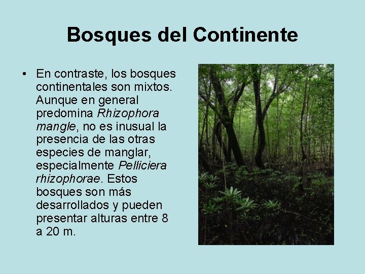 Bosques del Continente • En contraste, los bosques continentales son mixtos. Aunque en general