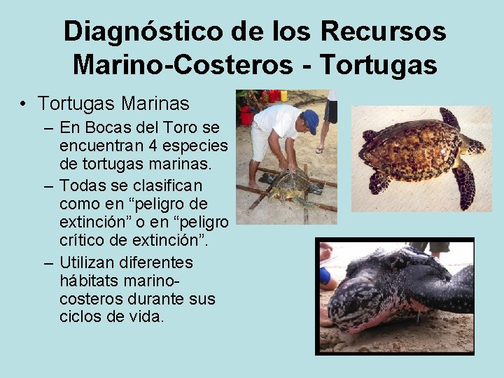 Diagnóstico de los Recursos Marino-Costeros - Tortugas • Tortugas Marinas – En Bocas del