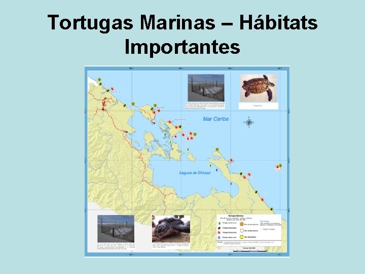 Tortugas Marinas – Hábitats Importantes 