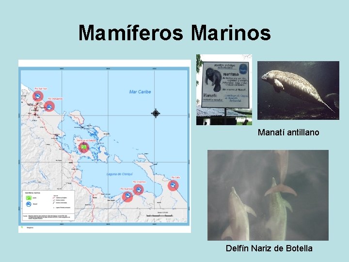 Mamíferos Marinos Manatí antillano Delfín Nariz de Botella 