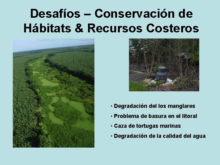Desafíos – Conservación de Hábitats & Recursos Costeros • Degradación del los manglares •