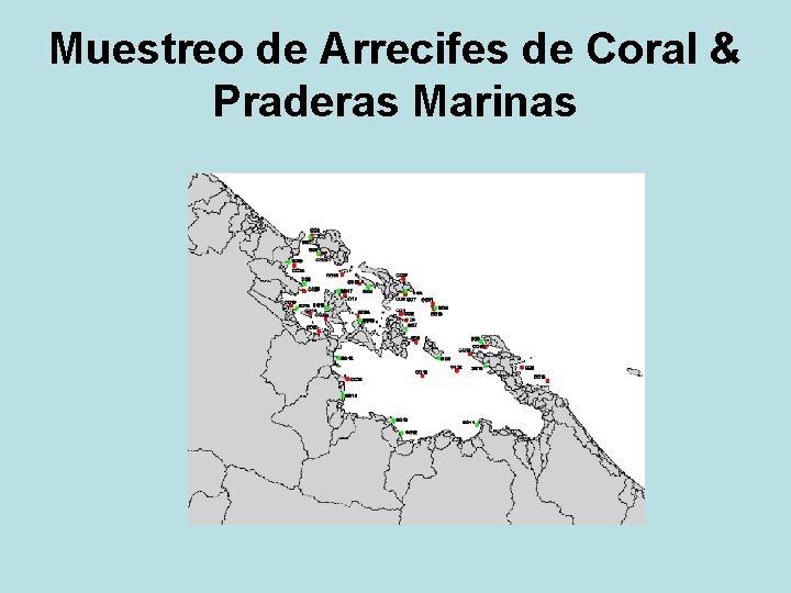 Muestreo de Arrecifes de Coral & Praderas Marinas 