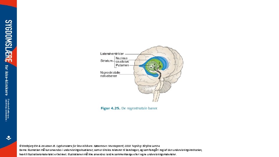 © Bladbjerg EM & Jacobsen JB. Sygdomslære for ikke-klinikere. København: Munksgaard; 2019. Tegning: Birgitte