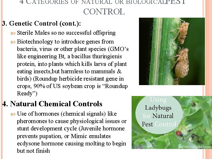 4 CATEGORIES OF NATURAL OR BIOLOGICALPEST CONTROL 3. Genetic Control (cont. ): Sterile Males