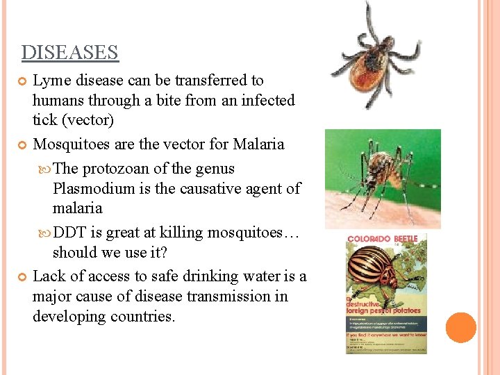 DISEASES Lyme disease can be transferred to humans through a bite from an infected