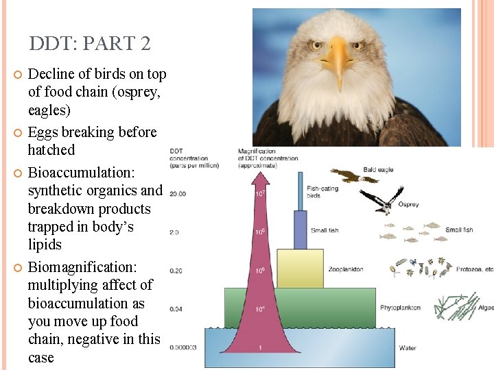 DDT: PART 2 Decline of birds on top of food chain (osprey, eagles) Eggs