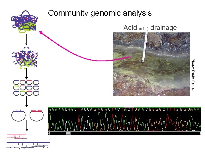 Technological challenges in analysis of simple microbial communities