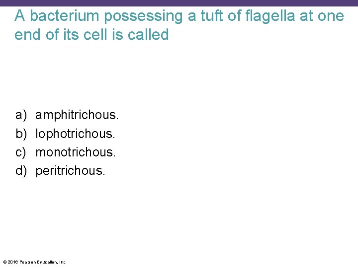 A bacterium possessing a tuft of flagella at one end of its cell is
