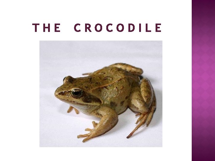 THE CROCODILE 