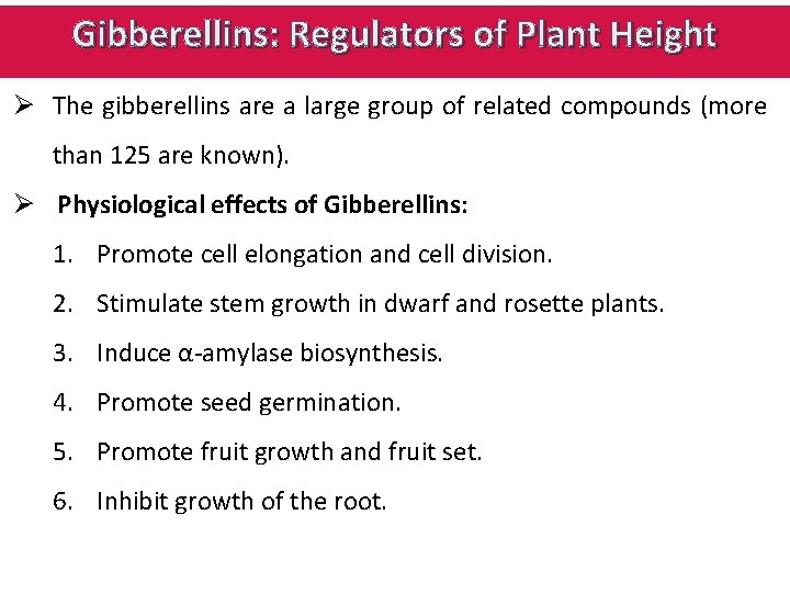 Gibberellins: Regulators of Plant Height Ø The gibberellins are a large group of related