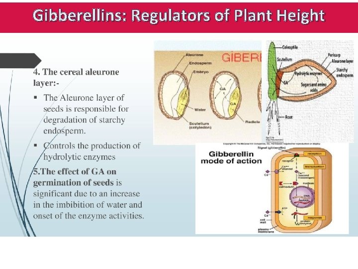 Gibberellins: Regulators of Plant Height 