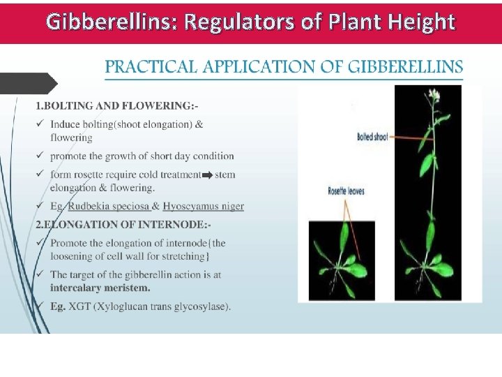 Gibberellins: Regulators of Plant Height 