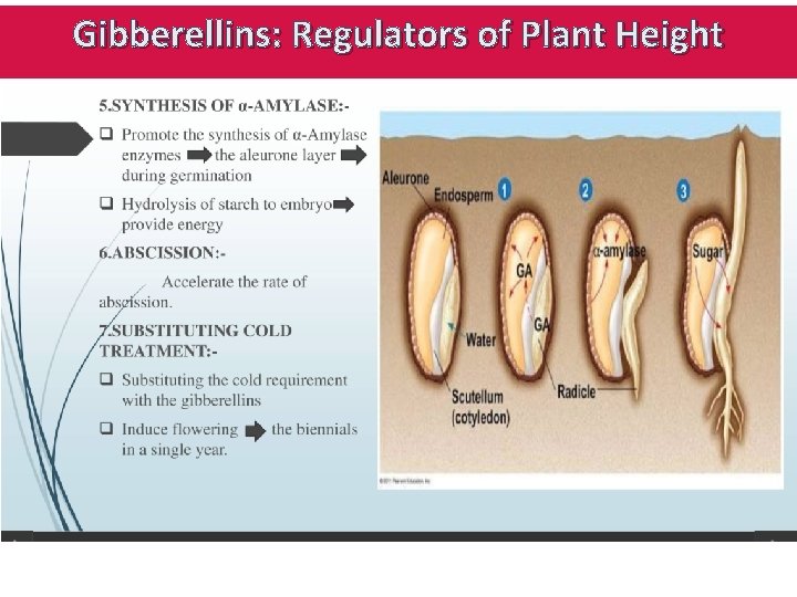 Gibberellins: Regulators of Plant Height 