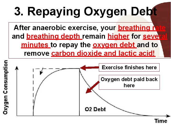 3. Repaying Oxygen Debt After anaerobic exercise, your breathing rate and breathing depth remain