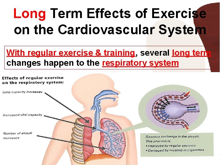 Long Term Effects of Exercise on the Cardiovascular System With regular exercise & training,