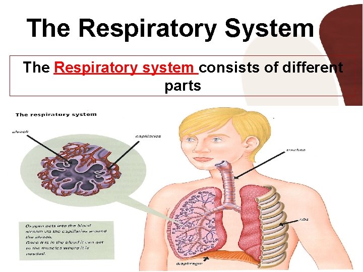 The Respiratory System The Respiratory system consists of different parts 3 