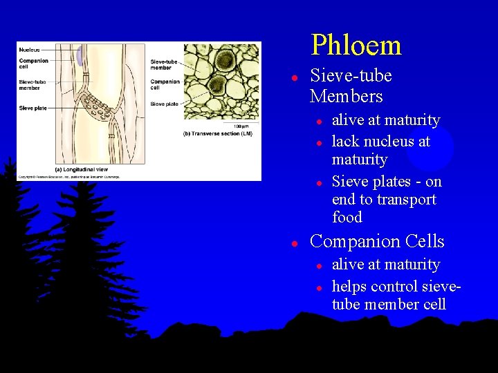 Phloem l Sieve-tube Members l l alive at maturity lack nucleus at maturity Sieve