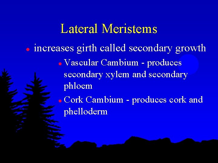 Lateral Meristems l increases girth called secondary growth Vascular Cambium - produces secondary xylem