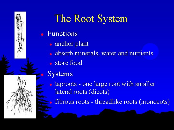 The Root System l Functions l l anchor plant absorb minerals, water and nutrients