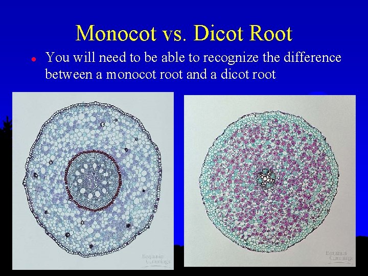 Monocot vs. Dicot Root l You will need to be able to recognize the