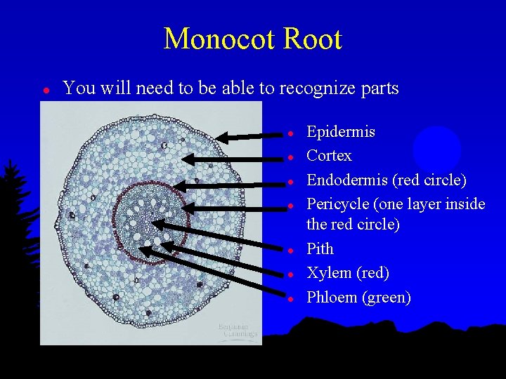 Monocot Root l You will need to be able to recognize parts l l