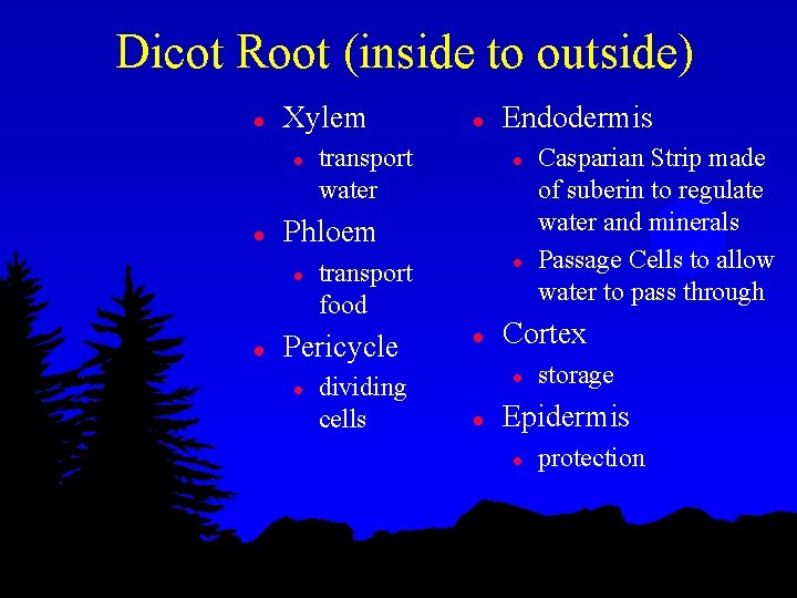 Dicot Root (inside to outside) l Xylem l l transport water Endodermis l Phloem