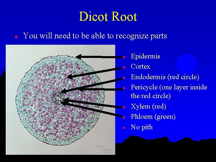 Dicot Root l You will need to be able to recognize parts l l